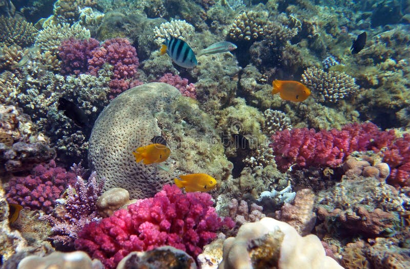 Vida do coral do Mar Vermelho