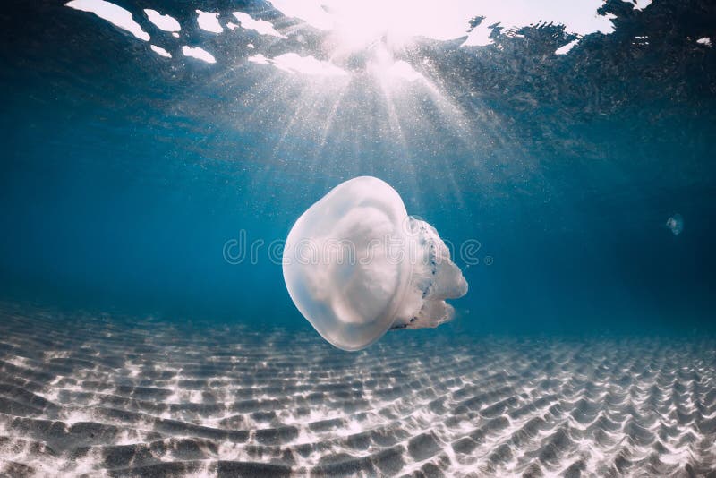 Vida marina con el submarino de las medusas en el mar azul con la parte inferior arenosa fotografía de archivo libre de regalías Vida marina con el submarino de las medusas en el mar azul con la parte inferior arenosa fotografía de archivo libre de regalías