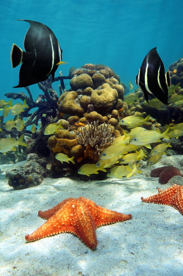 Colorful underwater marine life in a thriving coral reef. Colorful underwater marine life in a thriving coral reef