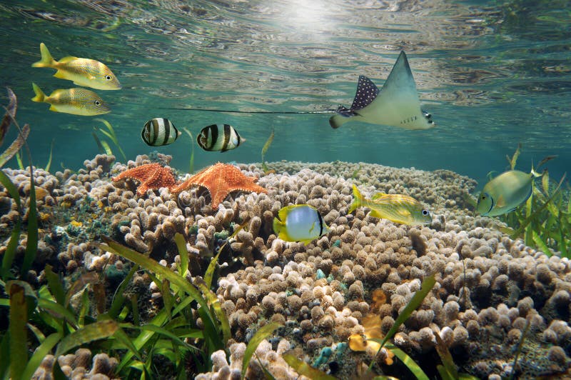 Vida marinha vibrante e recife de corais