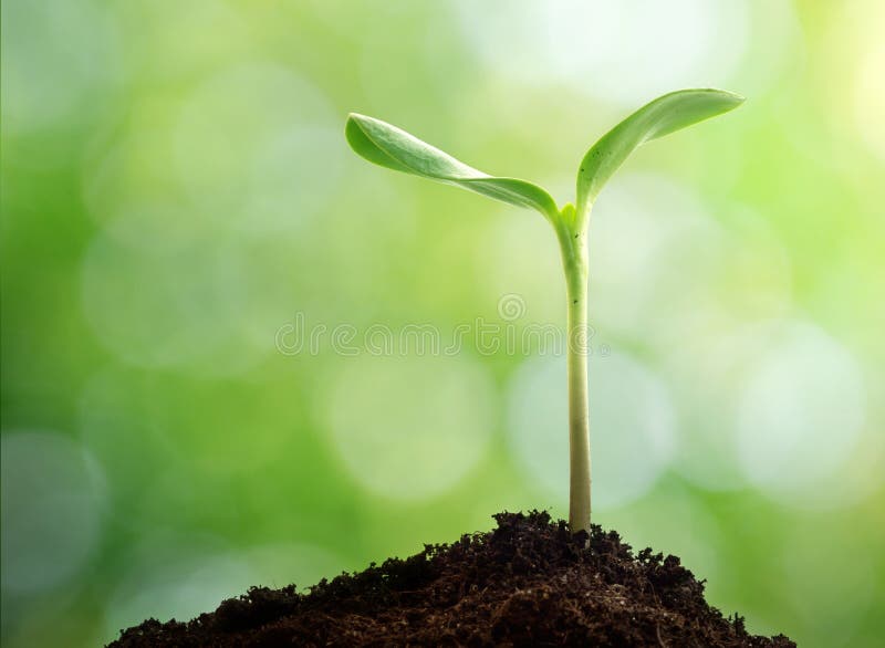 Vida nova Broto dos jovens na primavera Conceito do Dia da Terra foto de stock Vida nova Broto dos jovens na primavera Conceito do Dia da Terra foto de stock