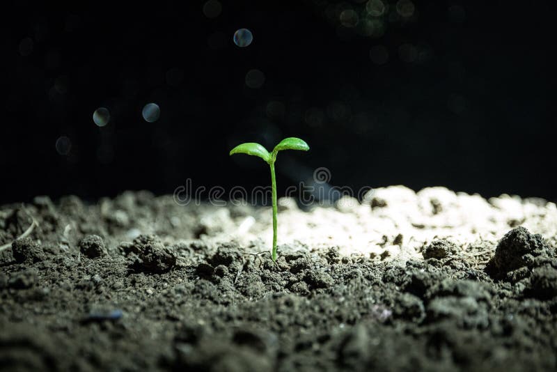 Vida nova Sprout novo na primavera, close up imagens de stock Vida nova Sprout novo na primavera, close up imagens de stock
