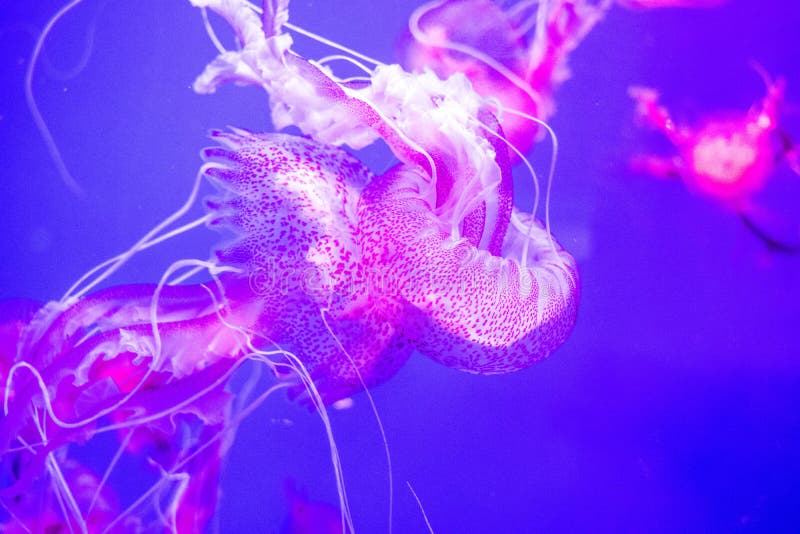 Pink jellyfish underwater life. Pink jellyfish underwater life