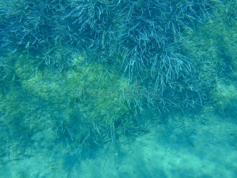 Vida subacuática - las plantas de agua en Kolona doblan la isla Cícladas Grecia, Mar Egeo de Kythnos de la bahía fotos de archivo libres de regalías Vida subacuática - las plantas de agua en Kolona doblan la isla Cícladas Grecia, Mar Egeo de Kythnos de la bahía fotos de archivo libres de regalías