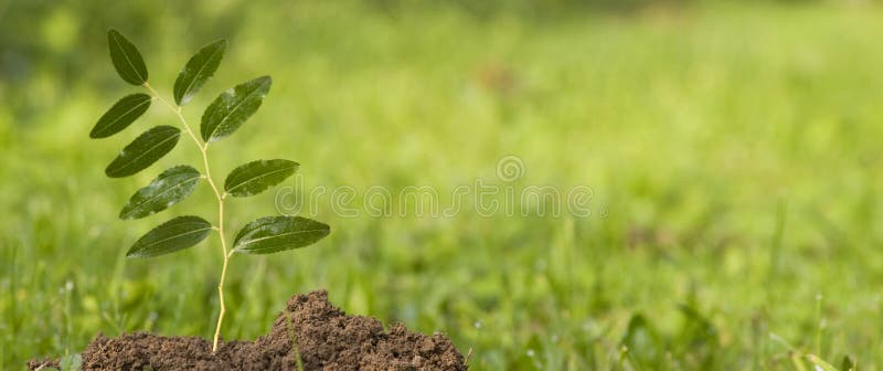 Vida verde nova fotos de stock royalty free Vida verde nova fotos de stock royalty free