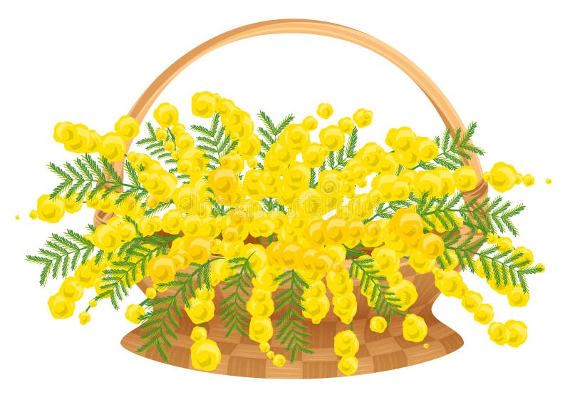 Vide- korg med blommamimosan royaltyfri illustrationer