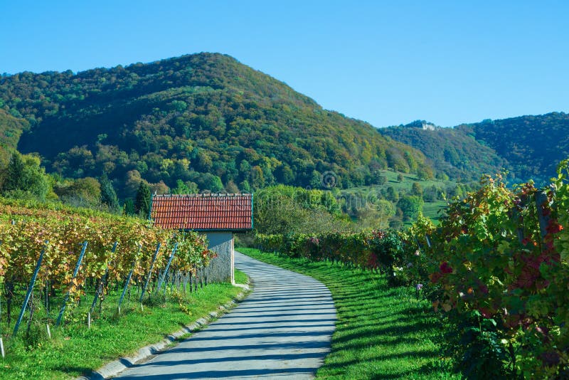 Vinha imagens de stock royalty free