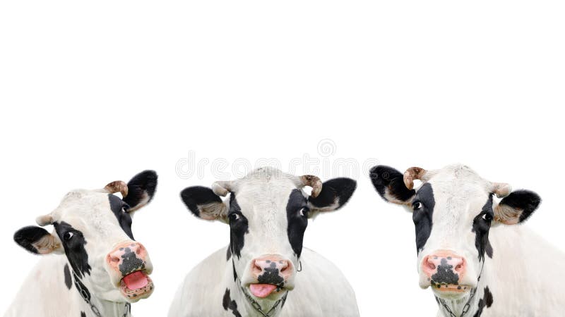 Video animation of three funny cow isolated on a white background. Portrait of three cute cows. Group of cows talk to