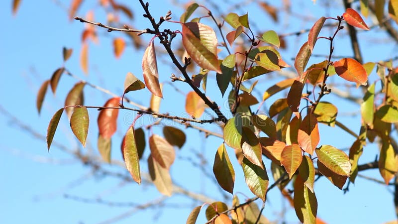 Video of autumn cherry tree