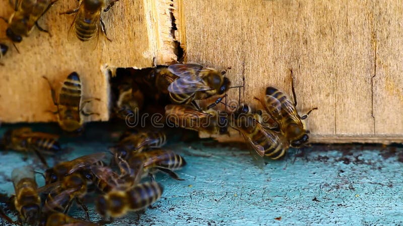 Video of bee hive