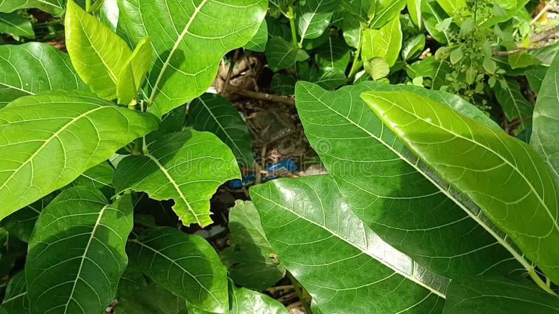 Video del movimento di piante di foglia verde esposte alla brezza