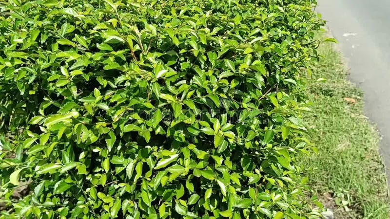 Video del movimento di piante di foglia verde esposte alla brezza