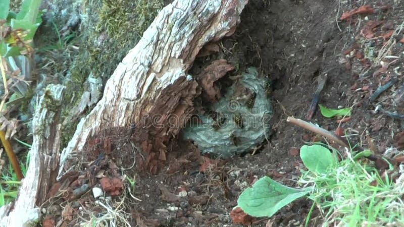 Video del nido di vespe e delle vespe sul terreno sotto la radice di un albero.