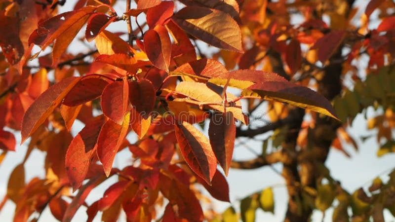 Video delle foglie rosse del ciliegio di autunno