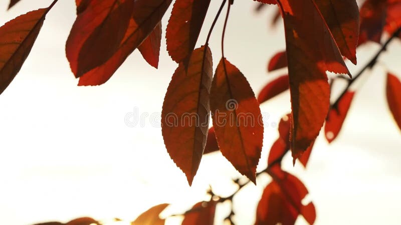 Video delle foglie rosse del ciliegio di autunno