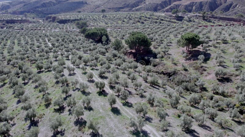 Video di un'olivicoltura il video viene registrato con un drone