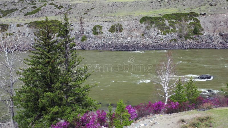 Video from a drone flying along Altai river Katun in Spring season. Bank with rhododendron bushes at the beginning of flowering