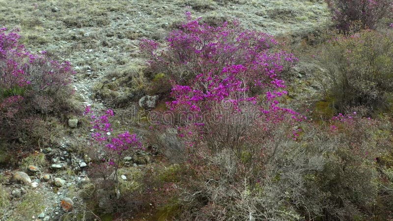 Video from a drone flying along Altai slope with rhododendron bushes at the beginning of flowering in Spring season