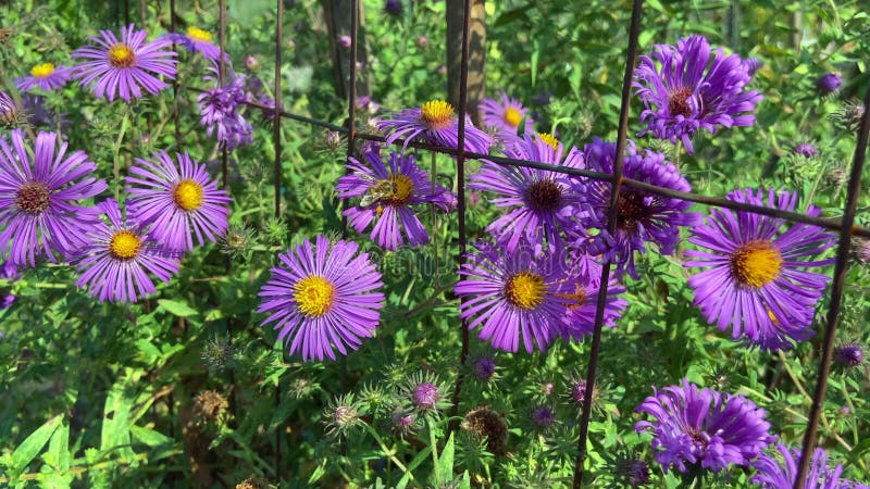 Purple Daisy Flowers and Bee in September