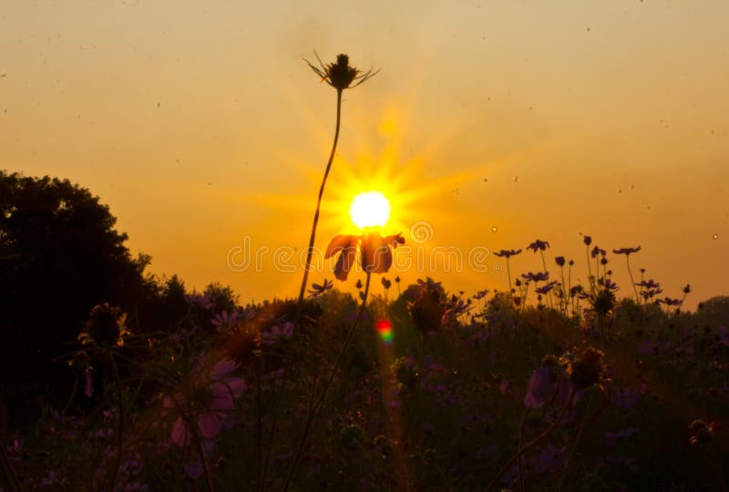 Cosmos in Rays of Setting Sun Stock Image Image of nature, autumn