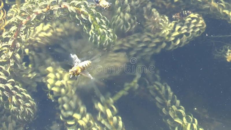 Video van een honingbij die in het water in een tuinvijver is gevallen.