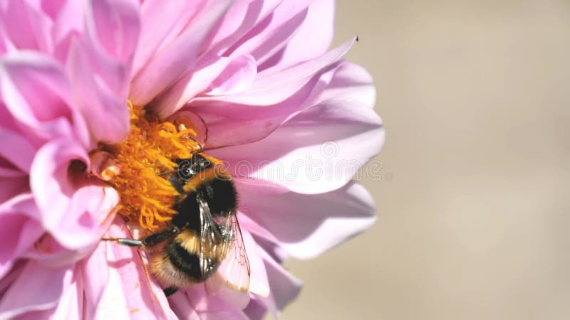 Video van witte staarthommel die pollen verzamelt van een roze dahlia bloem