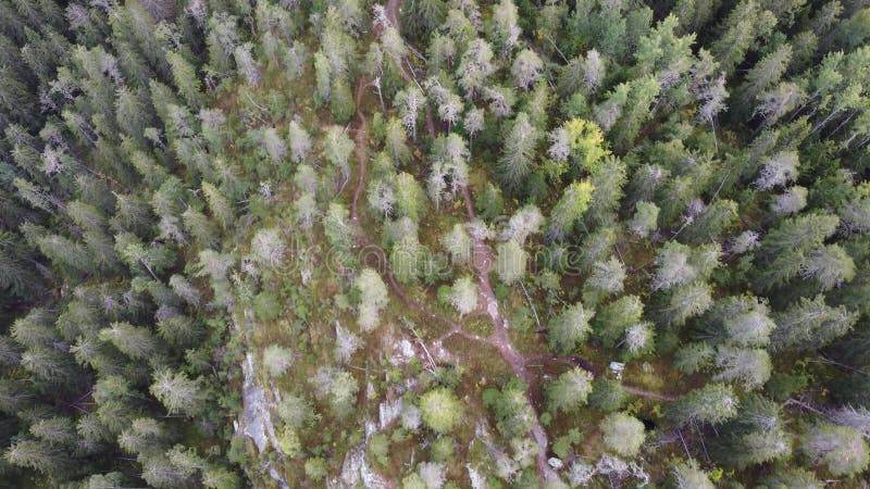 Video von gesunden Fichtenwäldern mit Felsen im Koli Nationalpark im östlichen Finland bei Pielinen. Eurolunge