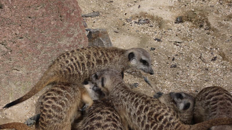 Video zur Schließung von Fleischerkatzen, die im Sand kämpfen