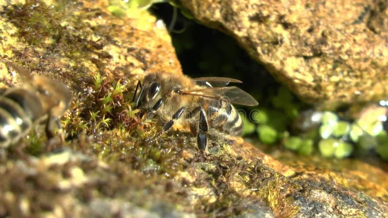 Video über Honigbienen am Rande eines Gartenteiches mit Trinkwasser.