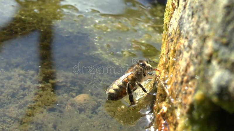 Video über Honigbienen am Rande eines Gartenteiches mit Trinkwasser.