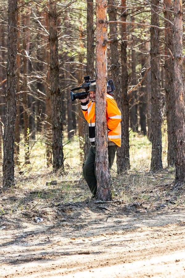 A videographer with a large camera in a bright orange jacket smiles, hides behind a thin pine tree in the forest stock photography