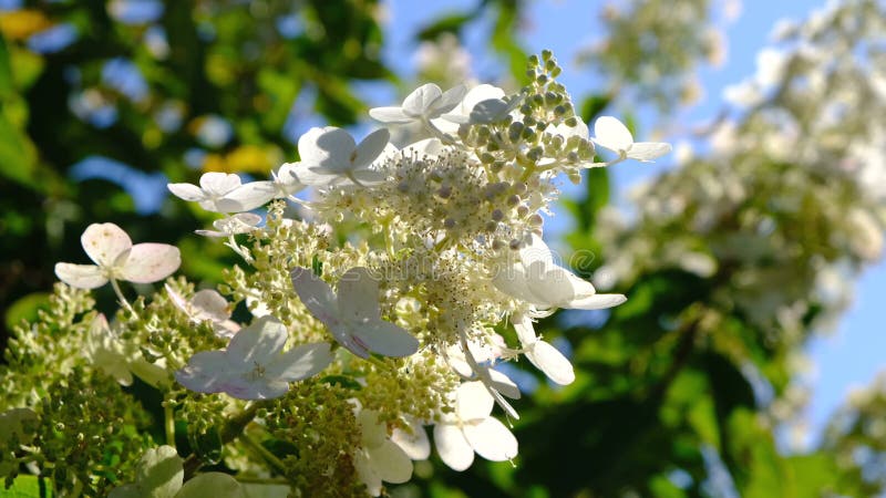 Videoskiss för vacker sommarblomma