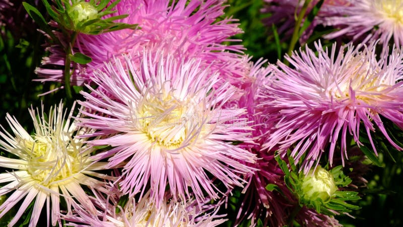 Videoskiss för vacker sommarblomma