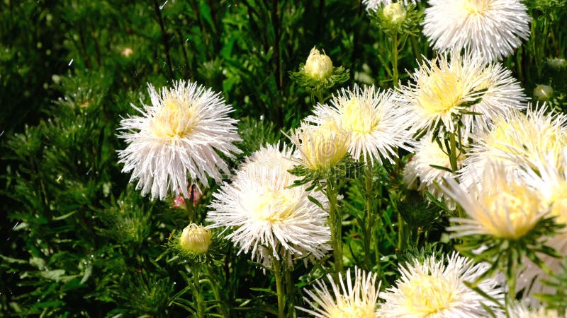 Videoskiss för vacker sommarblomma