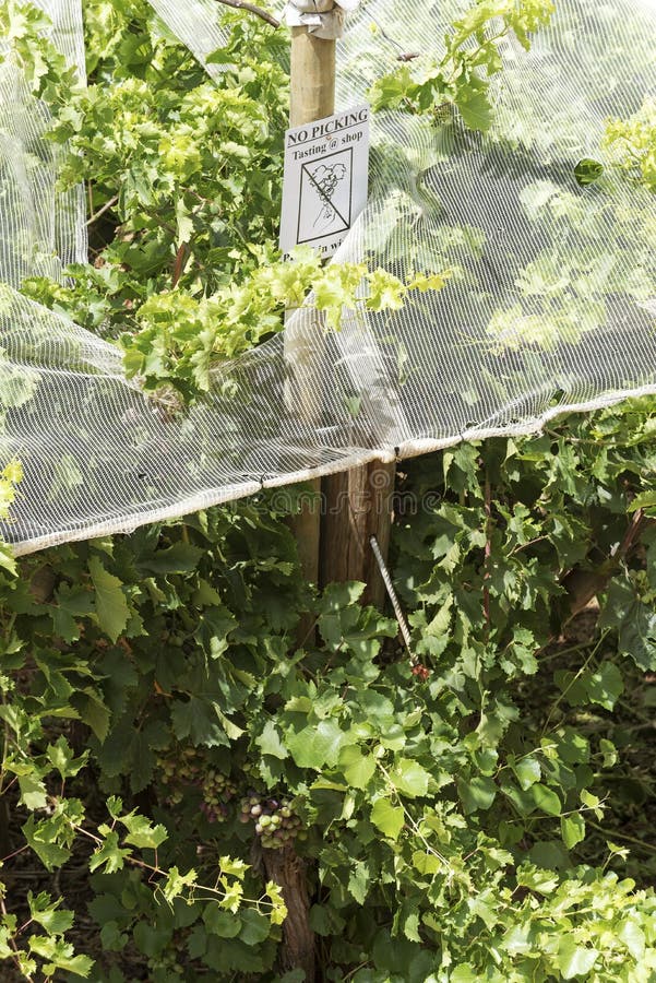 Vides bajo redes plásticas para la protección Viñedo famoso de Kanonkop cerca de las montañas pintorescas en el resorte fotos de archivo libres de regalías Vides bajo redes plásticas para la protección Viñedo famoso de Kanonkop cerca de las montañas pintorescas en el resorte fotos de archivo libres de regalías