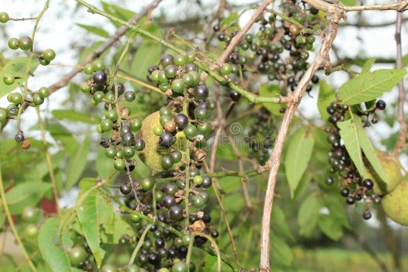 Vides de uvas salvajes que se aferran en un árbol de nogal negro fotos de archivo libres de regalías Vides de uvas salvajes que se aferran en un árbol de nogal negro fotos de archivo libres de regalías