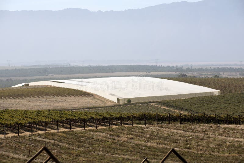 Vides que crecen debajo de láminas de plástico en la región de Swartland de Suráfrica foto de archivo libre de regalías Vides que crecen debajo de láminas de plástico en la región de Swartland de Suráfrica foto de archivo libre de regalías