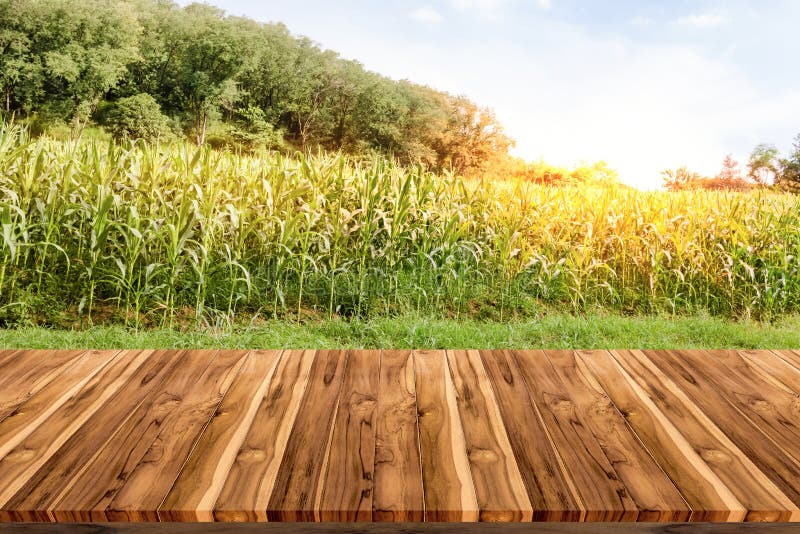 Videz la plate-forme d'espace de conseil en bois avec la ferme de maïs photographie stock Videz la plate-forme d'espace de conseil en bois avec la ferme de maïs photographie stock