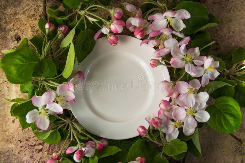 Videz le plat blanc avec des branches de fleur de ressort de dessus de pommier image stock Videz le plat blanc avec des branches de fleur de ressort de dessus de pommier image stock