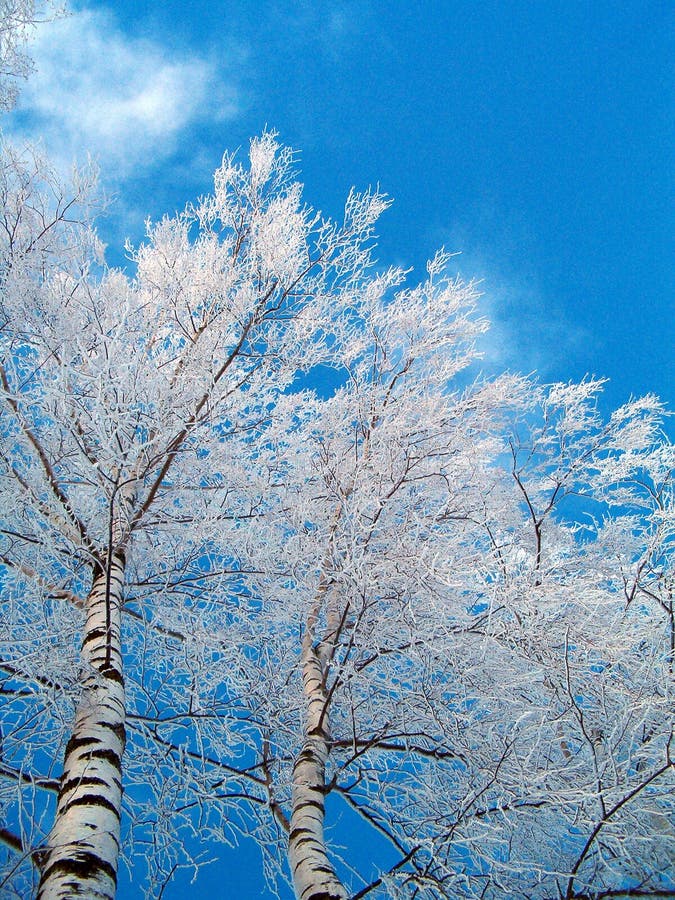 Vidoeiros no inverno fotos de stock royalty free Vidoeiros no inverno fotos de stock royalty free