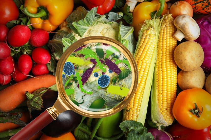 Vidrio de aumento e ilustración de microbios de hortalizas. concepto de intoxicación alimentaria