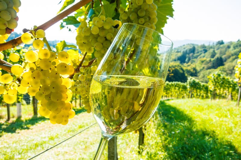 Vidrio de vino en el viñedo imagen de archivo libre de regalías Vidrio de vino en el viñedo imagen de archivo libre de regalías