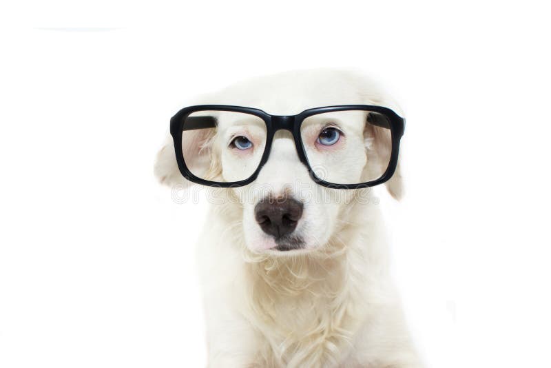 VIDROS VESTINDO DO OLHO ROXO DO CÃO ENGRAÇADO E SÉRIO COM OLHOS AZUIS foto de stock royalty free VIDROS VESTINDO DO OLHO ROXO DO CÃO ENGRAÇADO E SÉRIO COM OLHOS AZUIS foto de stock royalty free