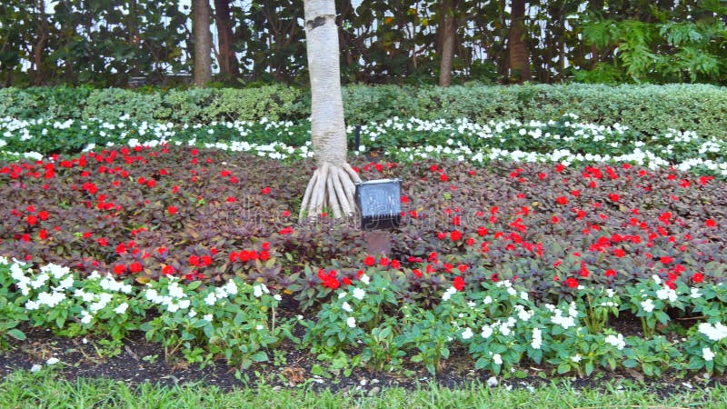 Vidéo d'un jardin d'agrément banque de vidéos
