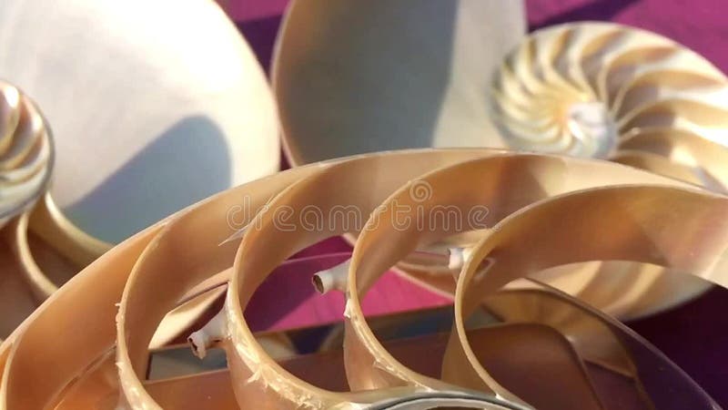 Vidéo de longueur de Fibonacci d'actions de coquille nautilus tournant le nombre d'or de la tranche de fond naturel de l'ordre de banque de vidéos