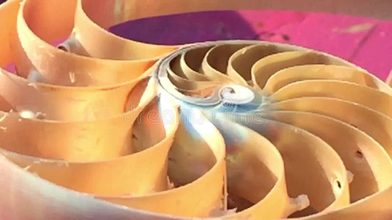 Vidéo de longueur de Fibonacci d'actions de coquille nautilus tournant le nombre d'or de la tranche de fond naturel de l'ordre de clips vidéos