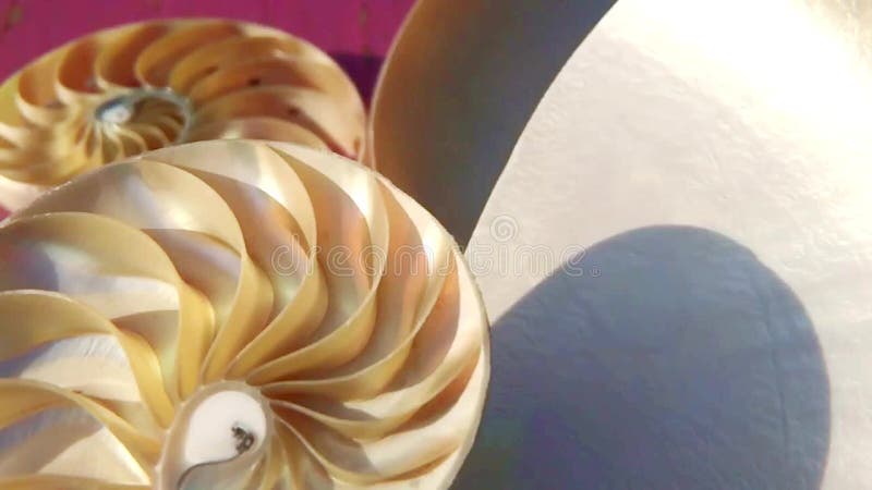 Vidéo de longueur de Fibonacci d'actions de coquille nautilus tournant le nombre d'or de la tranche de fond naturel de l'ordre de clips vidéos