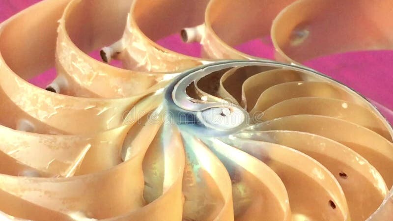 Vidéo de longueur de Fibonacci d'actions de coquille nautilus tournant le nombre d'or de la tranche de fond naturel de l'ordre de banque de vidéos