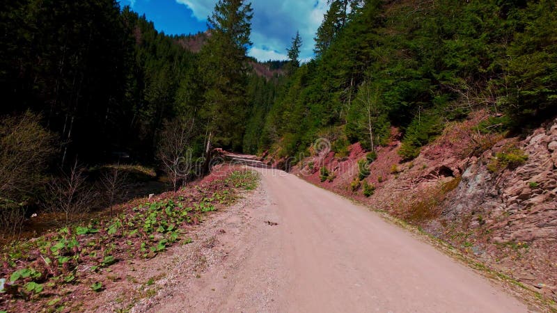 Vidéo verticale FPV drone vue aérienne au-dessus d'un chemin de terre sinueux à travers épicéa dense et la forêt de pins dans pano clips vidéos