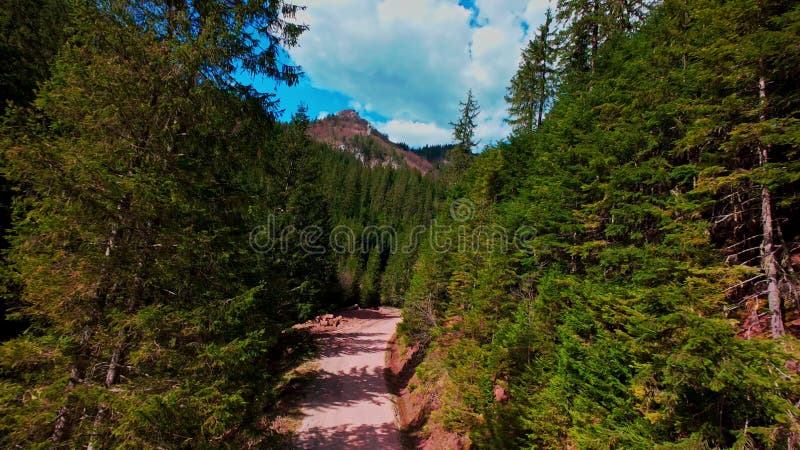 Vidéo verticale FPV drone vue aérienne au-dessus d'un chemin de terre sinueux à travers épicéa dense et la forêt de pins dans pano banque de vidéos